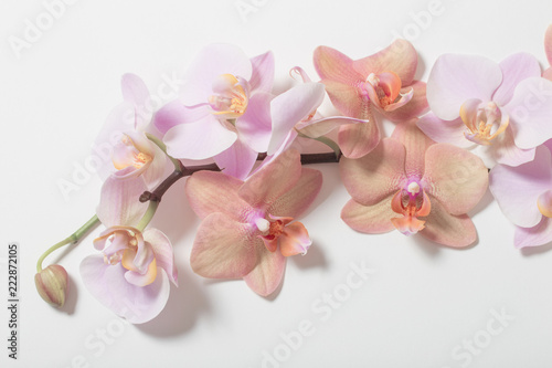 Fototapeta Naklejka Na Ścianę i Meble -  orchids on white background