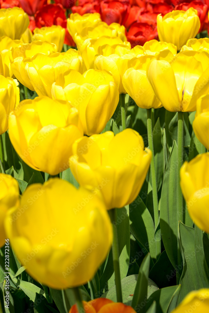 Obraz premium Netherlands,Lisse, a close up of a flower