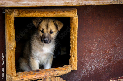 An adorable husky puppy peers curiously out of a kennel box in the indigenous Sami capital of Karasjok in Lapland, Norway