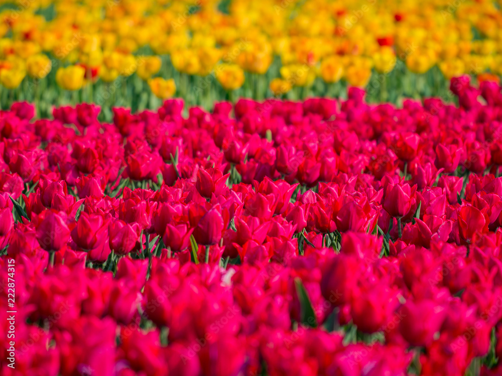 Super colorful tulips farm blossom around Leiden country side