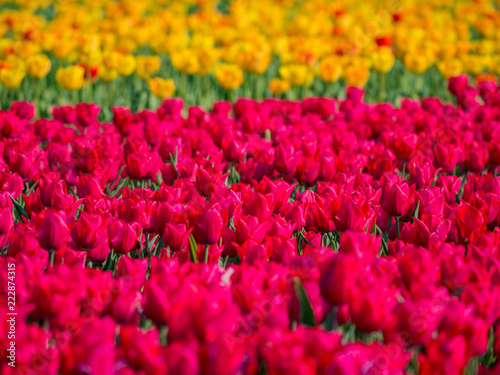Super colorful tulips farm blossom around Leiden country side © Kit Leong