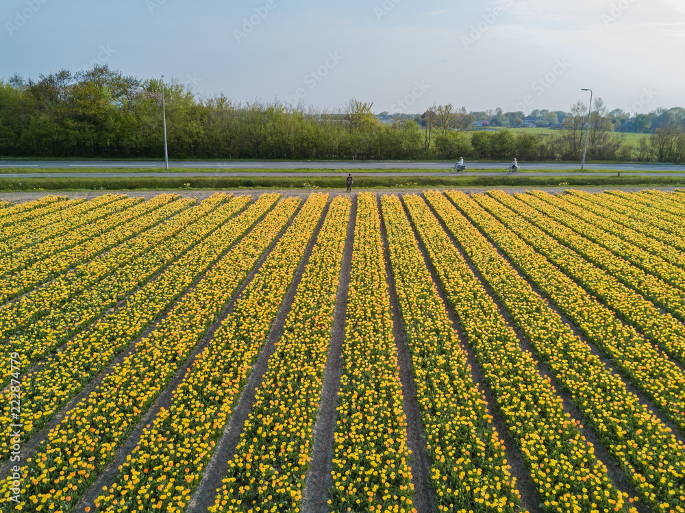 Aerial view of super colorful tulips farm blossom around Leiden country side