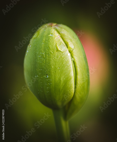 Tulip bulb