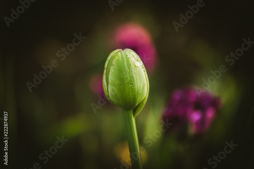 tulip bud