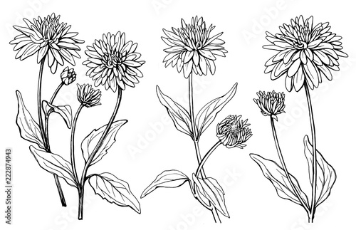 Set with flower of garden plant rudbeckia laciniata (also known as cutleaf coneflower, green-headed, susan). Black and white outline illustration hand drawn work isolated on white background. photo