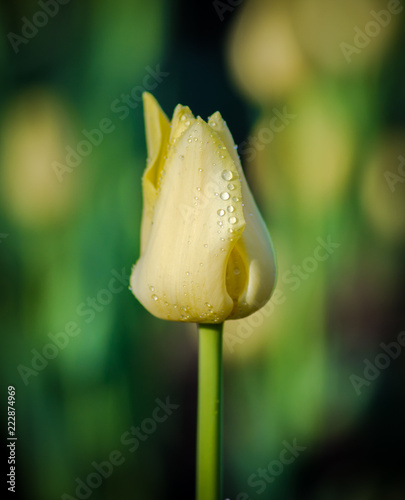 white tulips