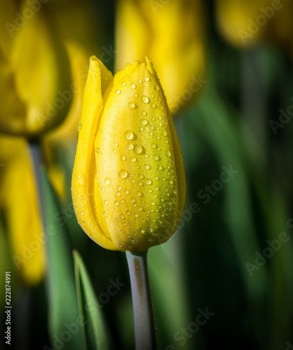yellow tulips