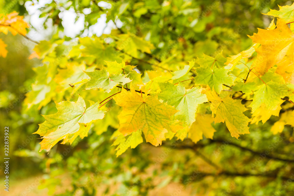 Autumn background with yellow maple leaves in the forest. Selective focus Autumn background with yellow maple leaves in the forest. Selective focus