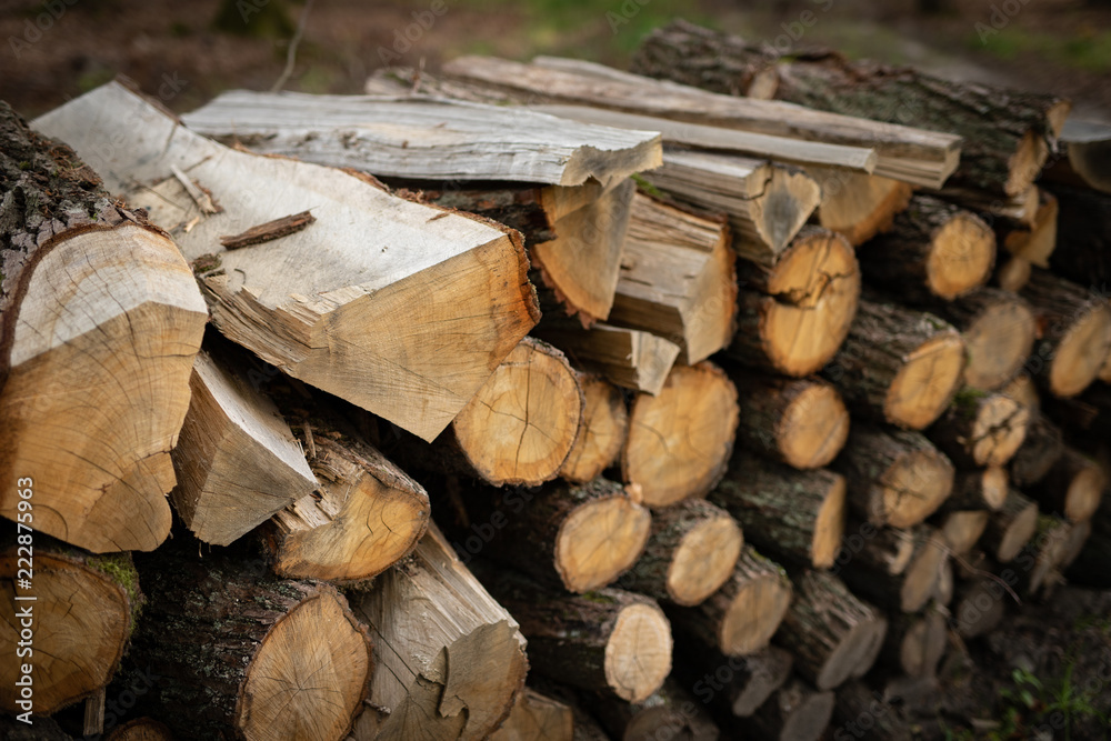 A pile of wood in a deciduous forest. Pieces of wood arranged one on top of the other. A pile of wood in a deciduous forest. Pieces of wood arranged one on top of the other.