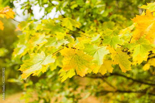 Autumn background with yellow maple leaves in the forest. Selective focus
