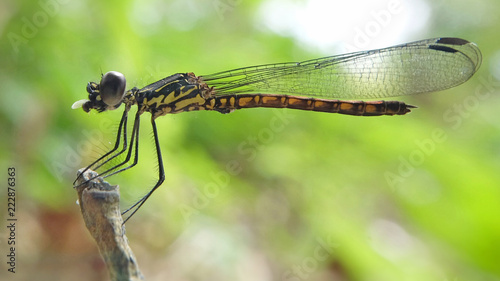 Dragonfly  © Hatriansyah