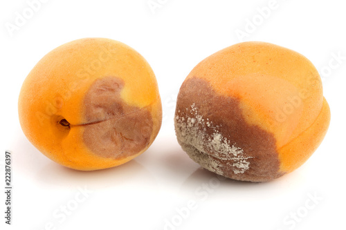 rotten apricot isolated on white background closeup photo