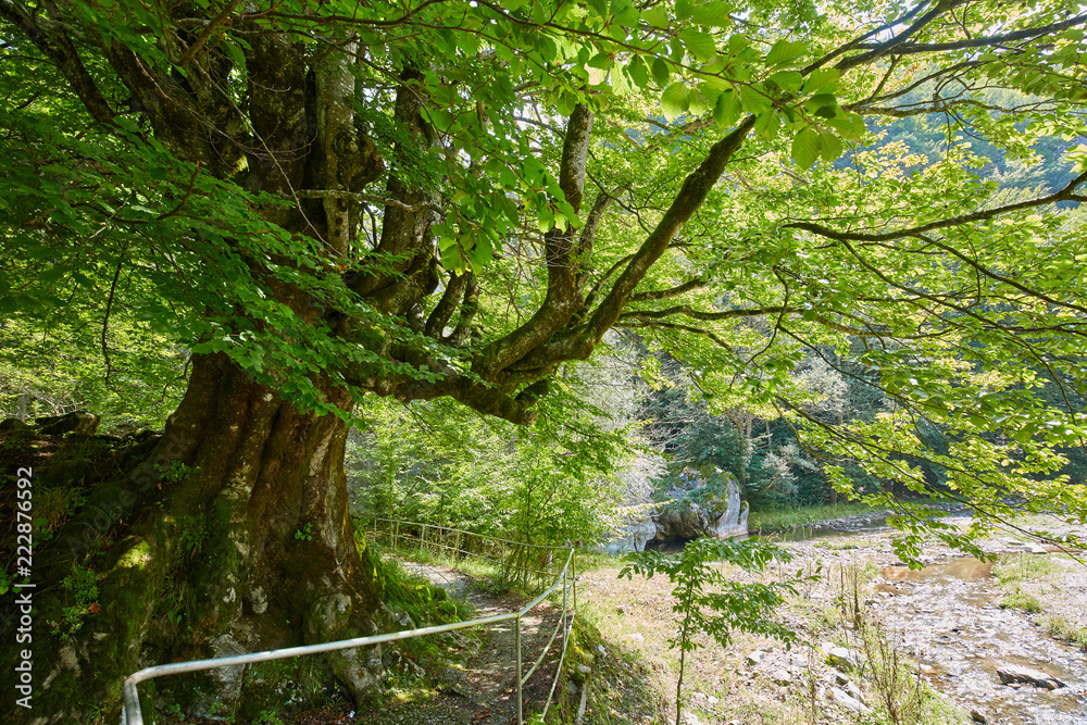 Obraz premium Big beech tree