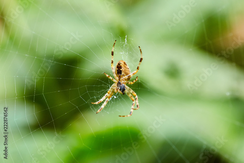 Spider on web © Xalanx