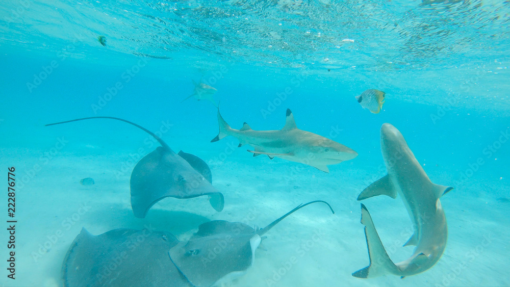 UNDERWATER: Sharks and stingrays muddle up the turquoise ocean with white sand.