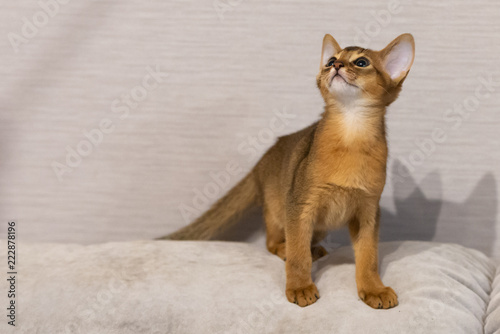 Abyssinian kitten. Ancient cat breed. Favorites of Egyptian pharaohs. In honour of the country of Abyssinia (Ethiopia). © Михаил Шаповалов