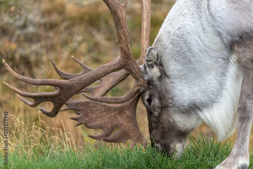 Male reindeer with huge antlers eating grass - (rangifer tarandus) - close up photo