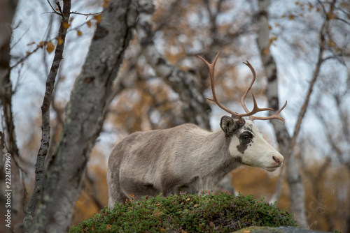 Young reindeer looking at the camera - close up photo