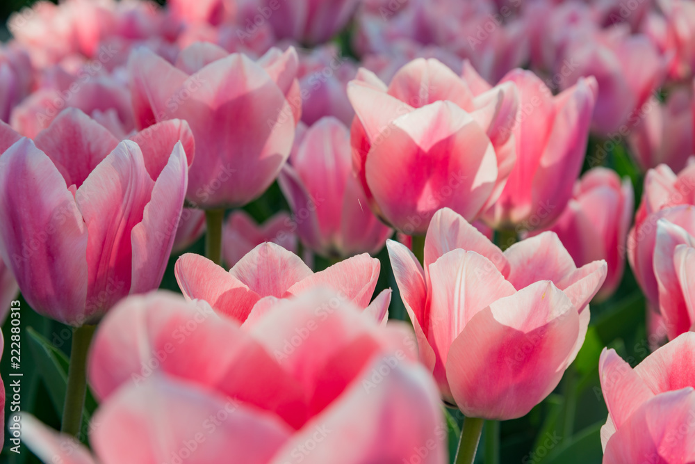 Fototapeta premium Super colorful tulips blossom in the famous Keukenhof