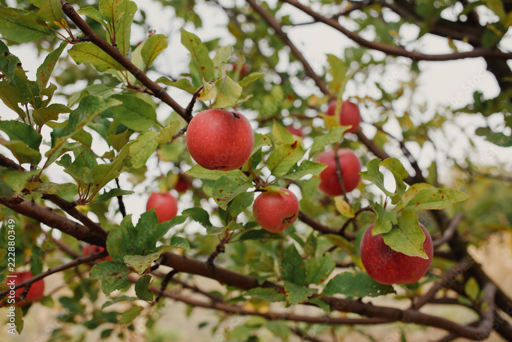 close up Ripe Apples in Orchard, harvest season close up Ripe Apples in Orchard, harvest season