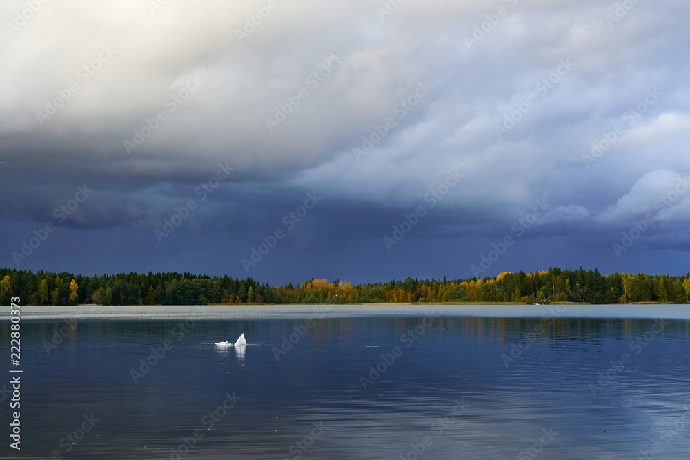 Swans on the lake in autumn under cloudy sky. Natural background.