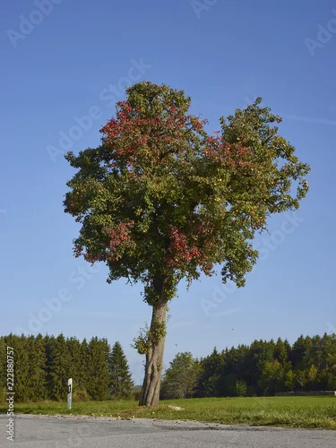 Obraz Większość grusza