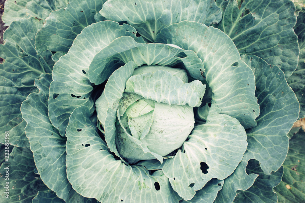 Obraz premium top view cabbage head in the garden with green leaves, harvest season