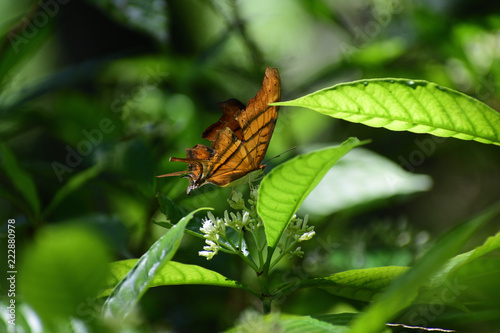 butterfly on leaf photo