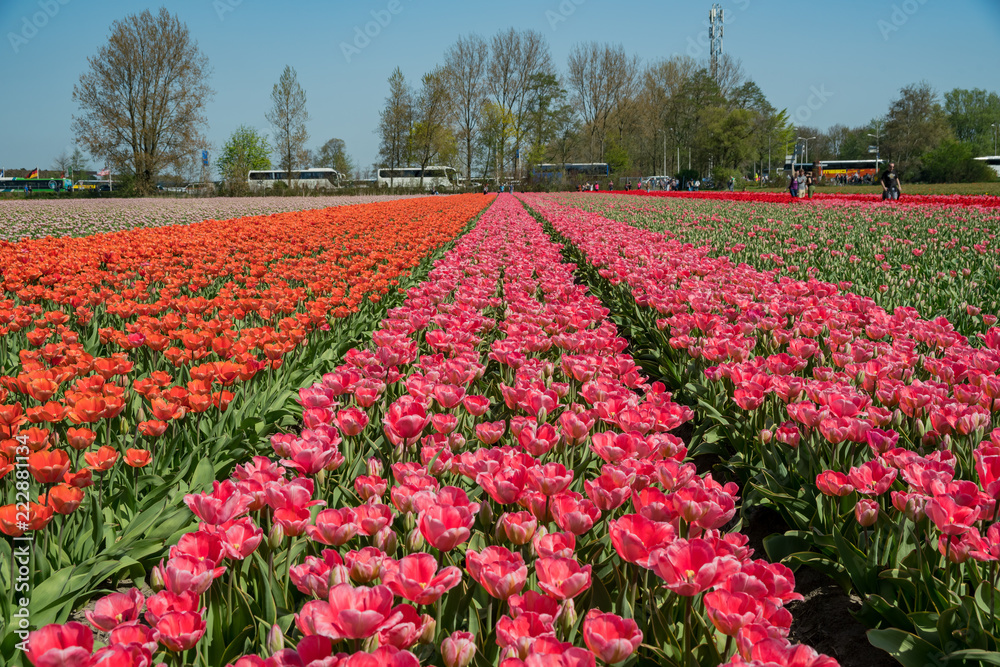 Tulips farm blossom near the famous Keukenhof Tulips farm blossom near the famous Keukenhof