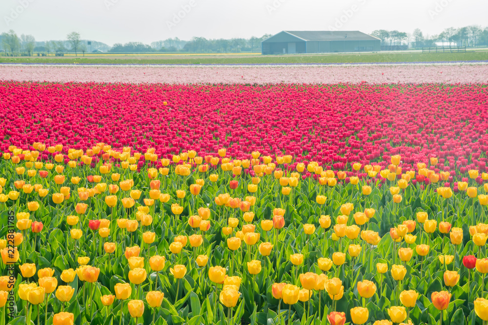 Fototapeta premium Super colorful tulips farm blossom around Leiden country side