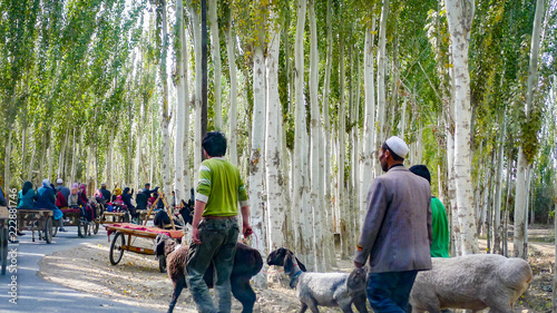 KASHGAR, CHINA - Oct 2011: Uyghur people travel along birch tree lined roads to the weekly market at Yopurga near Kashgar in Xinjiang Uygur Autonomous Region of China