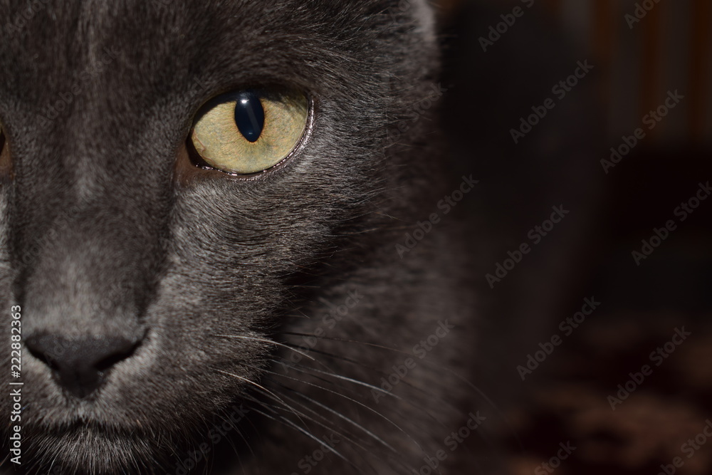 The muzzle of a smoky cat with yellowish green eyes.