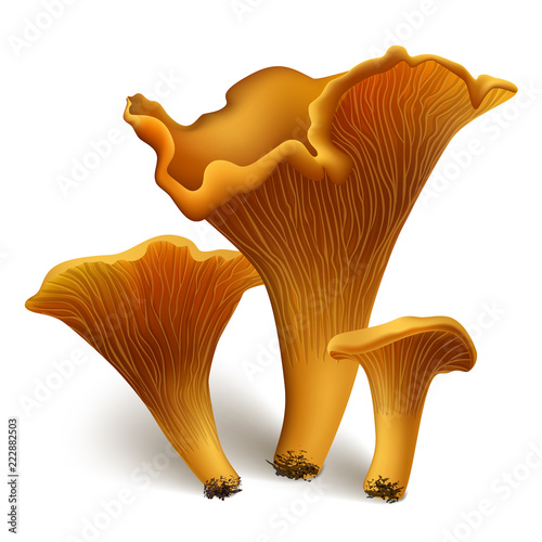 Fototapeta chanterelle vector mushrooms
