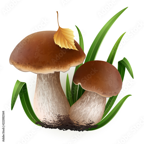 Porcini vector mushrooms