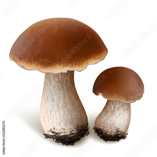 Porcini vector mushrooms