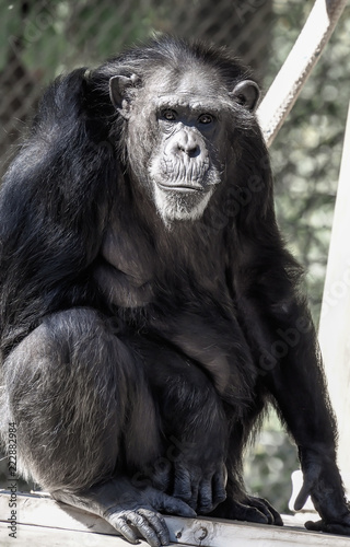 Chimpanzee Sitting Staring