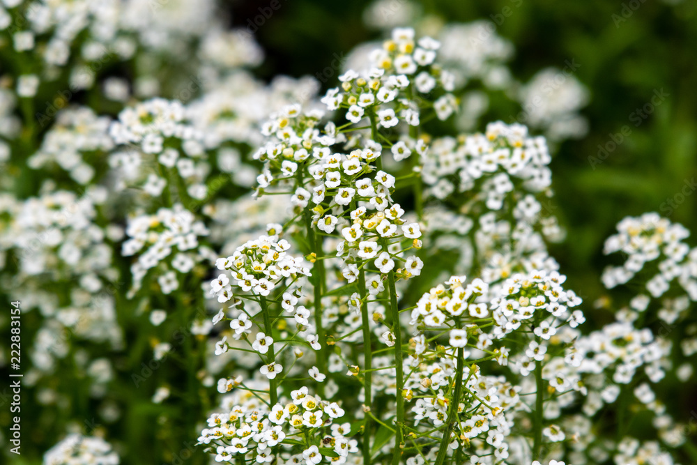 White wildflowers White wildflowers