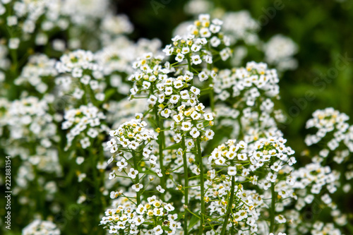 White wildflowers