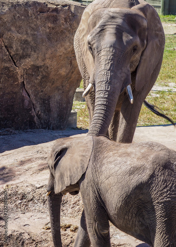 Mother and Baby Elephant
