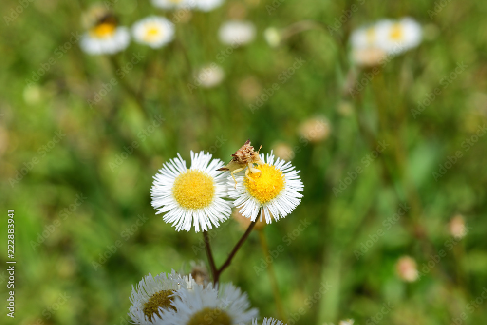 daisy and insect daisy and insect