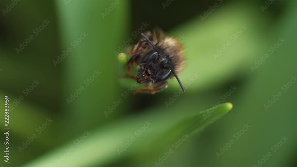 Bee in green grass closeup macro Bee in green grass closeup macro