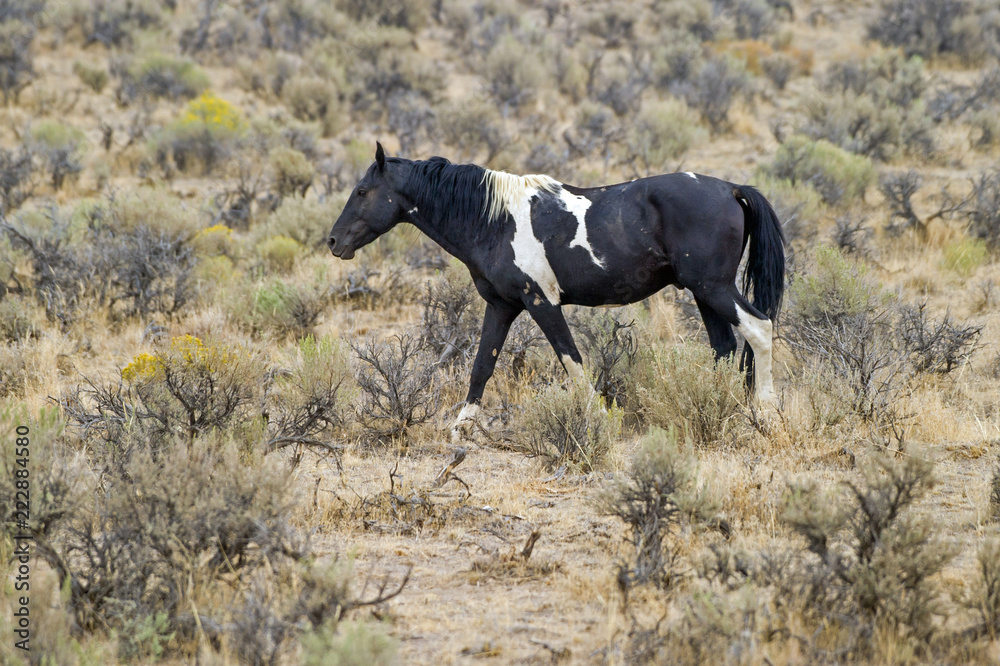 Wild horses still roam the high desert plains of the West.