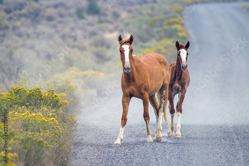 Billede på lærred Wild horses still roam the high desert plains of the West.