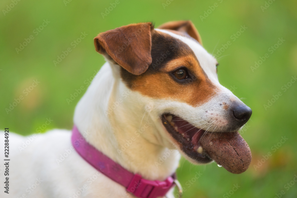 Jack Russell terrier dog in the park on grass meadow