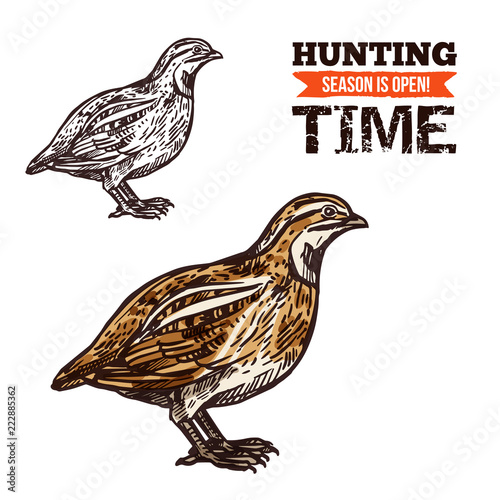 Wild partridge bird color sketch