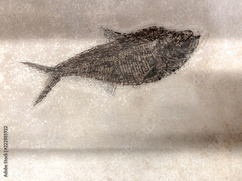 Fish Fossil in Beige