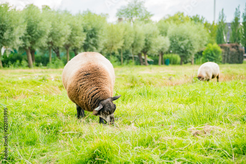 Sheep eating grass at Zaandijk photo