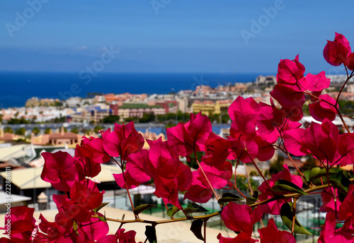Beautiful view of Costa Adeje with blooming Bougainvillea pink flowers in the foreground in Tenerife,Canary Islands,Spain.Travel concept.Selective focus.