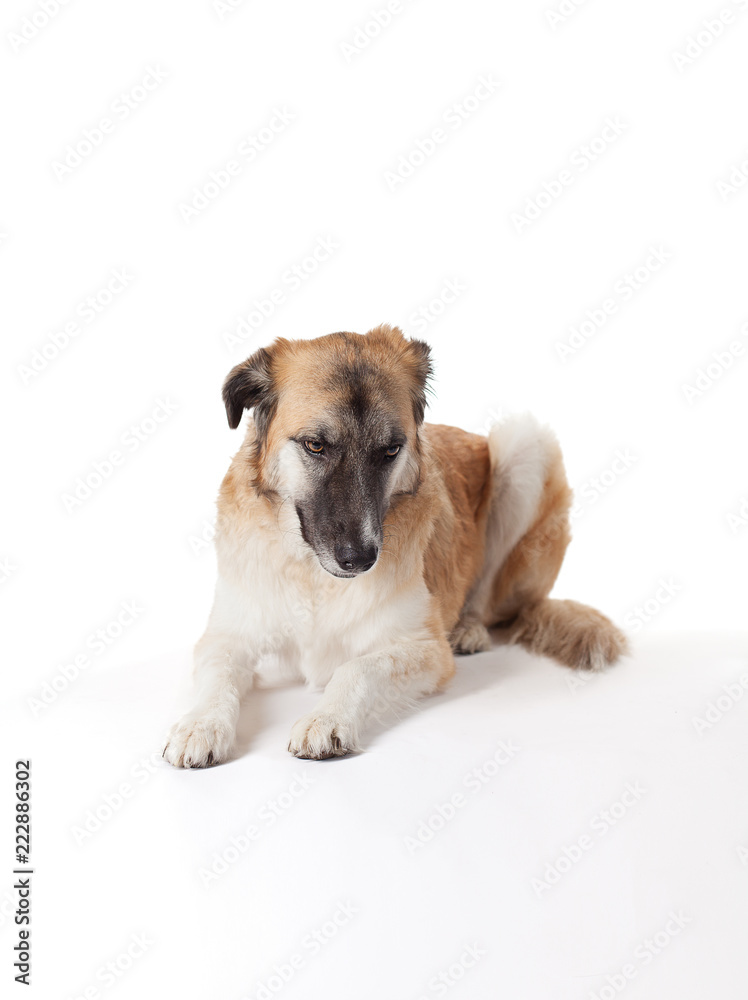 dog lying on white background