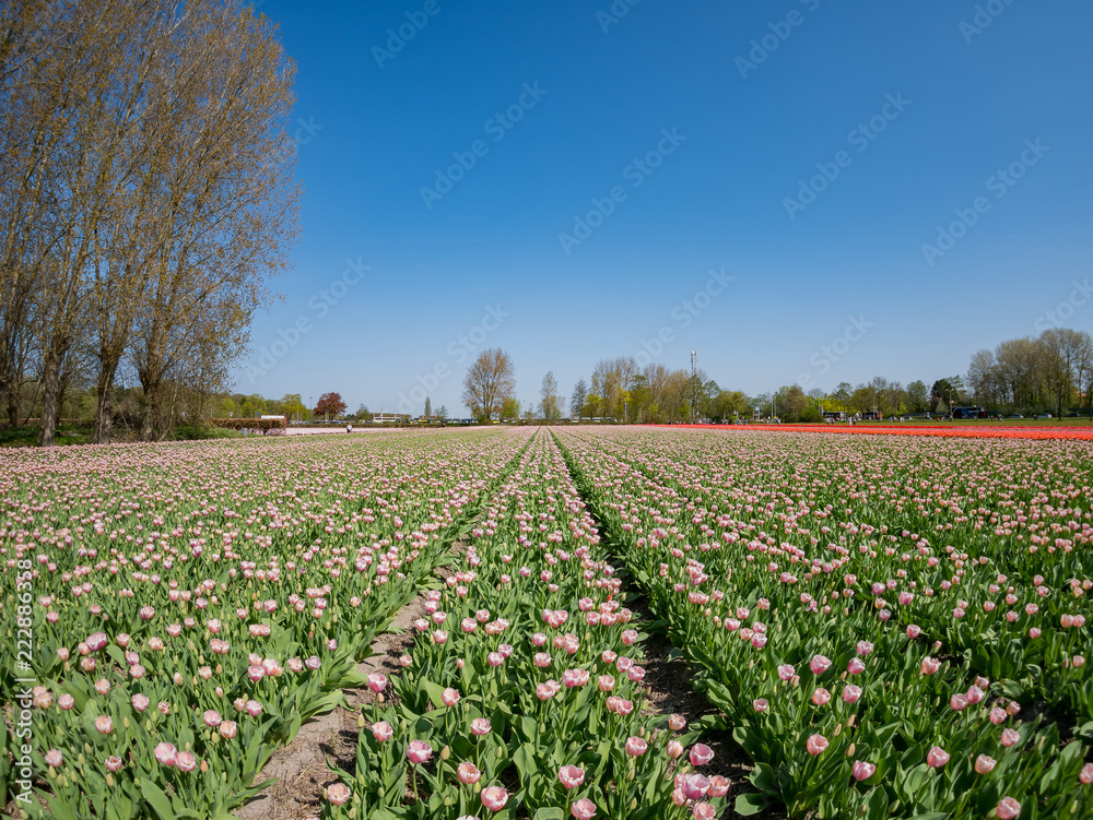 Tulips farm blossom near the famous Keukenhof